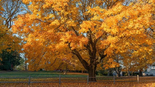 Maple Tree With Golden Foliage