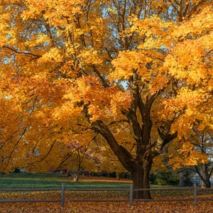 Maple Tree With Golden Foliage