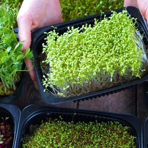 variety of microgreens in trays