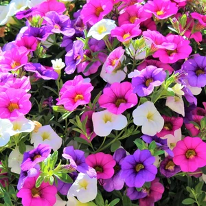 Million Bells bloom in multiple colors in a hanging basket