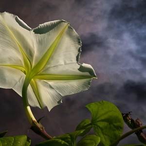 Moonflower at night