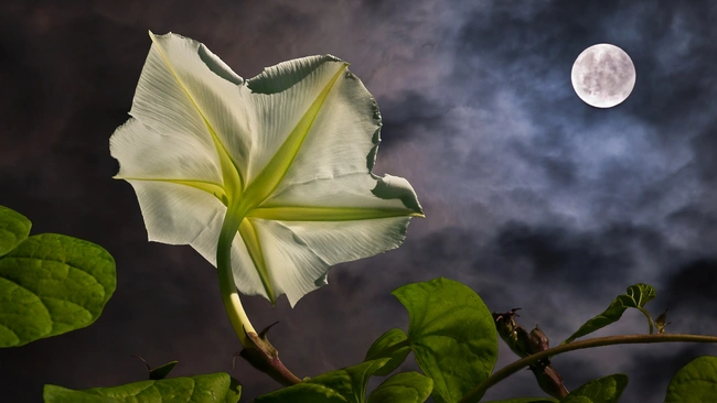 Moonflower at night