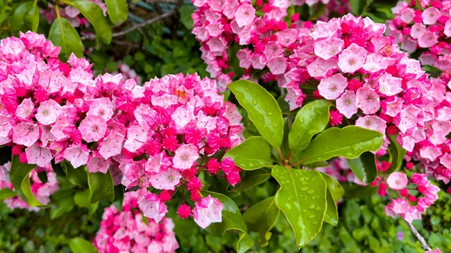 Mountain Laurel 