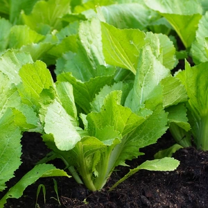 Growing Mustard Greens