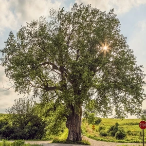 Cottonwood Tree