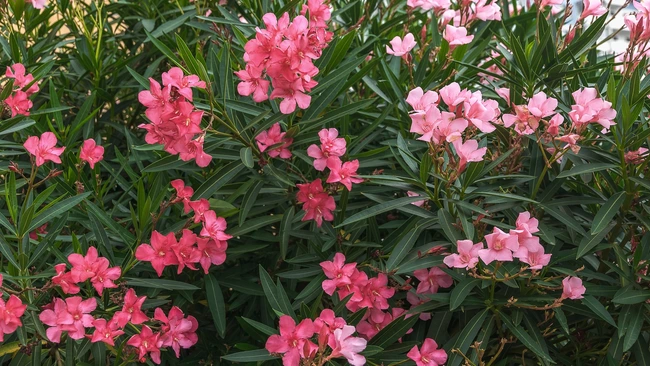 A flowering pink oleander shrub in the garden.