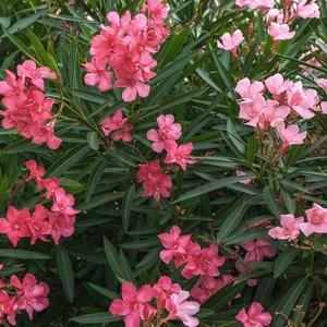 A flowering pink oleander shrub in the garden.