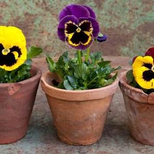 yellow and purple pansies in terracotta pots