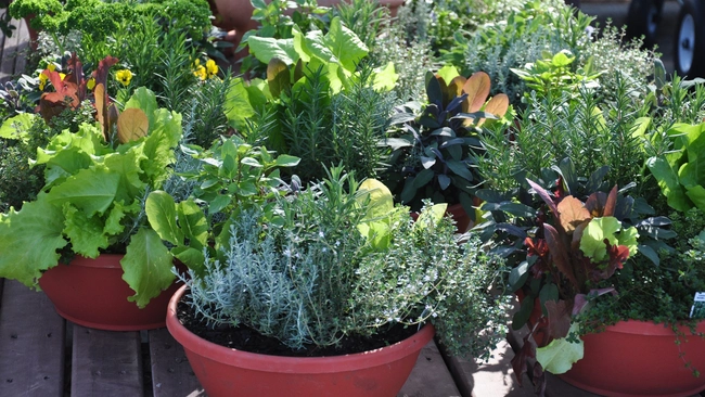 Fresh Herbs in Pots on Patio or Deck