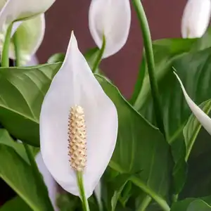 close up of a peace lily flower with greenery and foliage