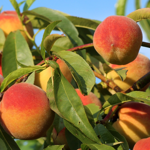 Juicy peaches hanging on a branch in the orchard