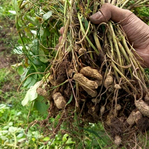 Harvesting Peanuts