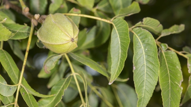 Pecan Tree Carya illinoinensis 