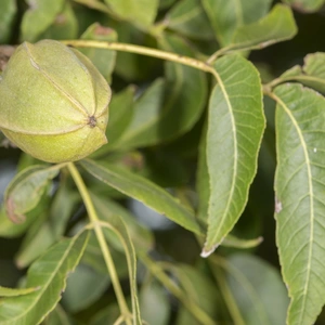 Pecan Tree Carya illinoinensis 