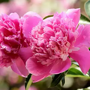 pink peony flowers growing on a plant. peonies