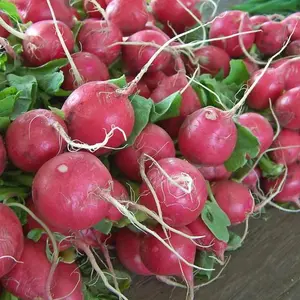 a bunch of red radishes with greens in a bunch