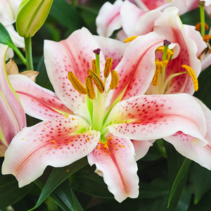 pink lily flowers