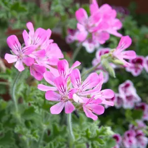 Pink Pelargonium flowers