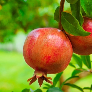 Pomegranate Shrub