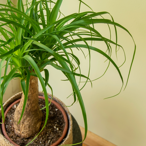 Poneytail palm indoors by a window. The Beaucarnea Recurvata, also known as Ponytail Palm, or Nolina is a houseplant with a swollen thick brown stem and the long narrow curly, green leaves flow up from this base.