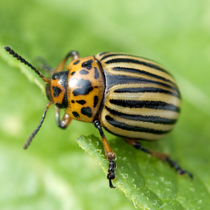 colorado potato beetle