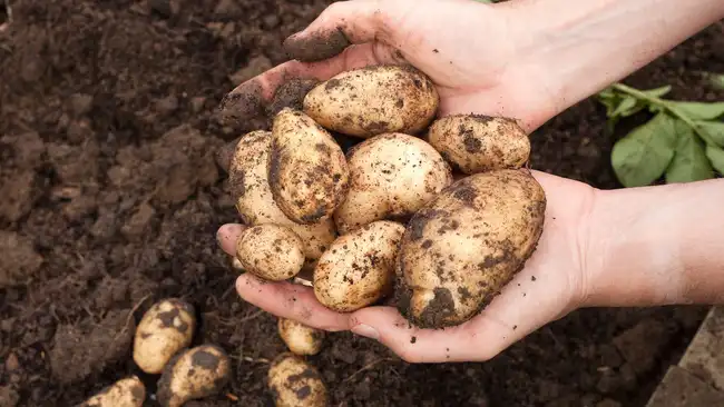 hands holding dirty potatoes after they have been dug from the garden