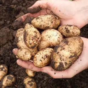 hands holding dirty potatoes after they have been dug from the garden