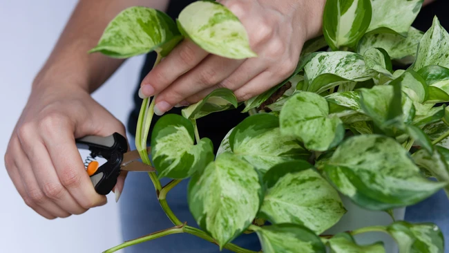 Propagating Pothos