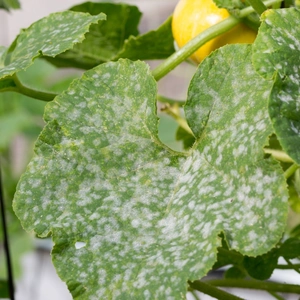 powdery mildew plant disease on a yellow summer squash plant and leaves