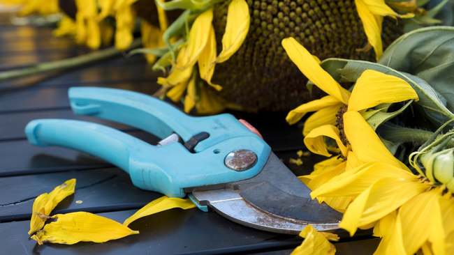 Blue hand pruners next to yellow flowers