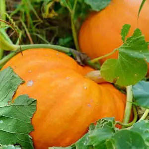 two orange pumpkins on a green vine growing in the garden