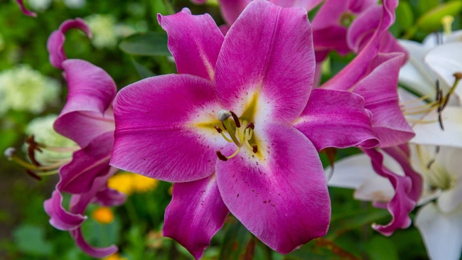 bright pink-purple lily in full bloom