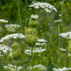 Queen Anne's Lace