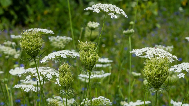 Queen Anne's Lace