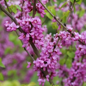 Cercis canadensis. Eastern Redbud.