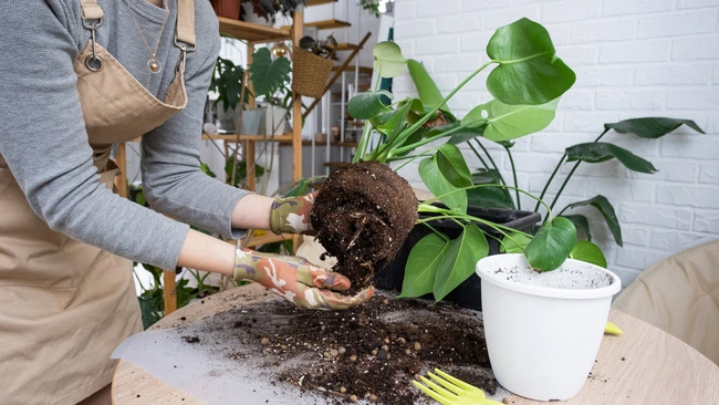 Repotting Houseplants