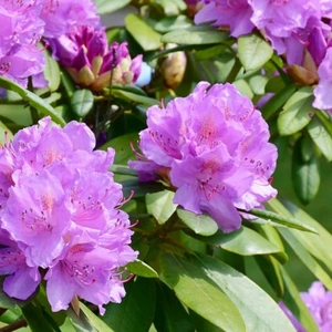 A flowering pink rhododendron bush/shrub.