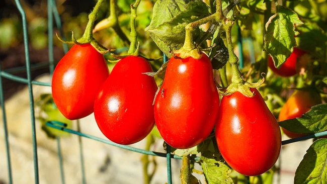 Bunch of plump red small Roma tomatoes growing in the garden.