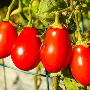 Bunch of plump red small Roma tomatoes growing in the garden.