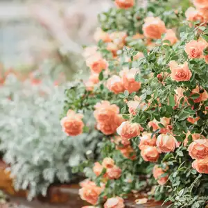 Delicate peach roses in a full bloom in the garden. Close-up photo. Dark green background. Orange floribunda rose in the garden. Garden concept. Rose flower blooming on background blurry roses flower