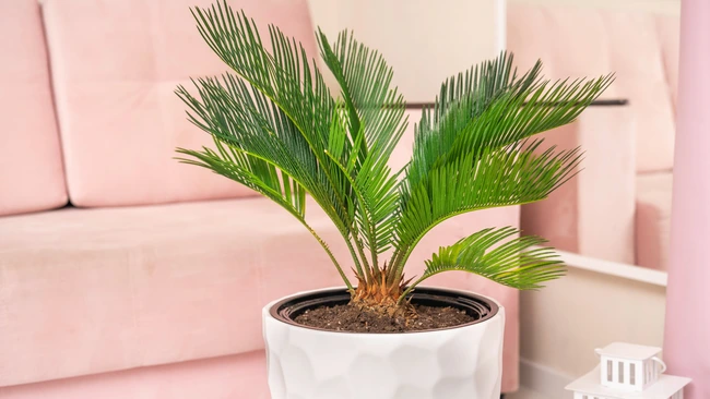 Sago Palm houseplant