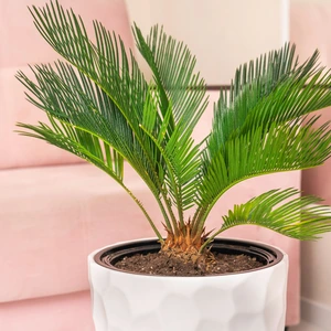 Sago Palm houseplant