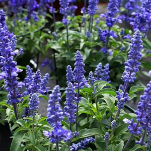 Salvia in Blue