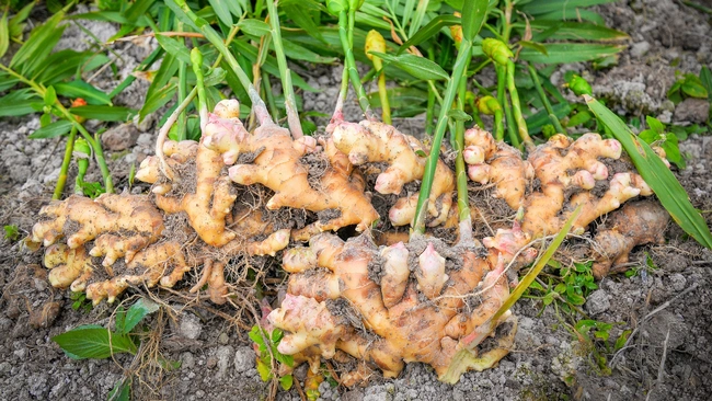 Dug-up ginger roots lay on the ground