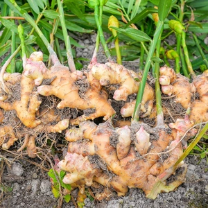 Dug-up ginger roots lay on the ground