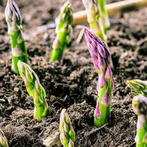 Organic farming asparagus in black soil gardening plants growing