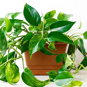 Golden pothos or Epipremnum aureum on white table in the living