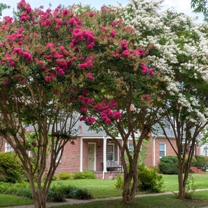 Red and white crepe myrtle trees 