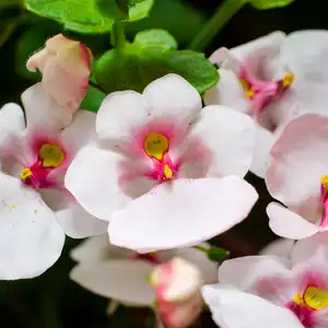 Close-up of diascia flowers. Diascia Plant. pink twinspur