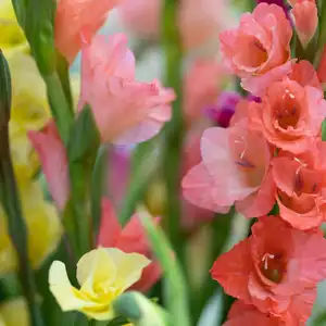 Beautiful multicolor gladiolus flowers in vase.